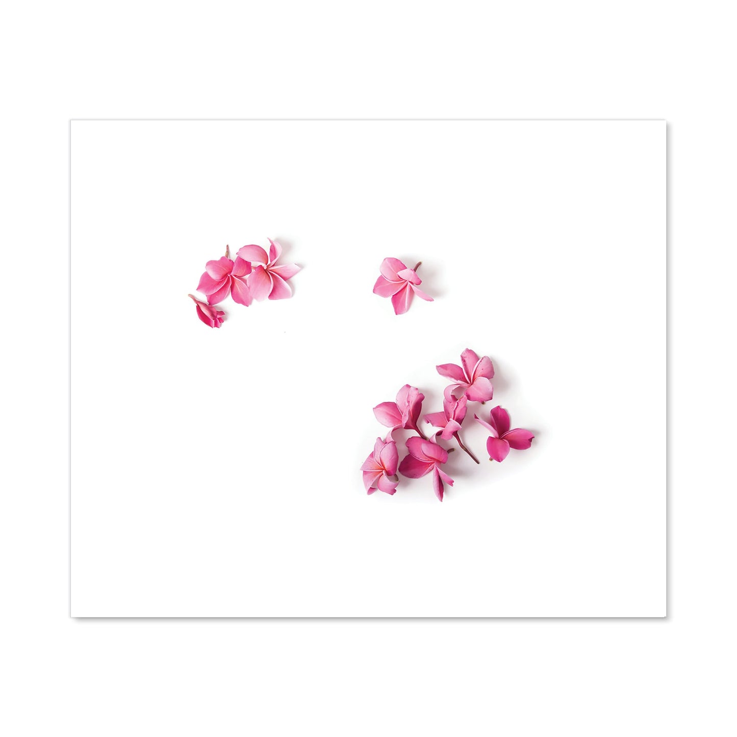 Pink Frangipani Flowers Kitchen Splashback