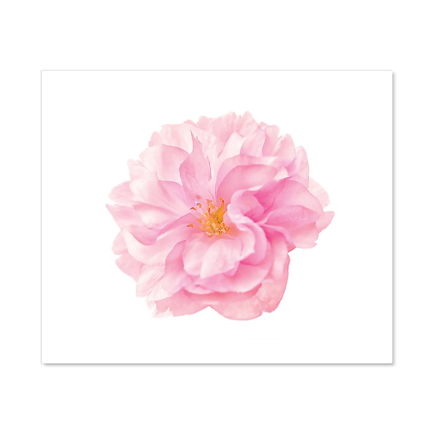 Single Cherry Blossom Kitchen Splashback