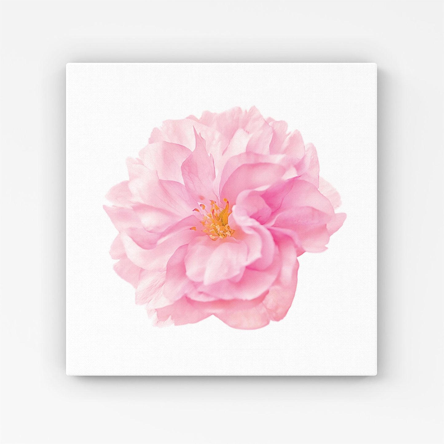 Single Cherry Blossom Canvas