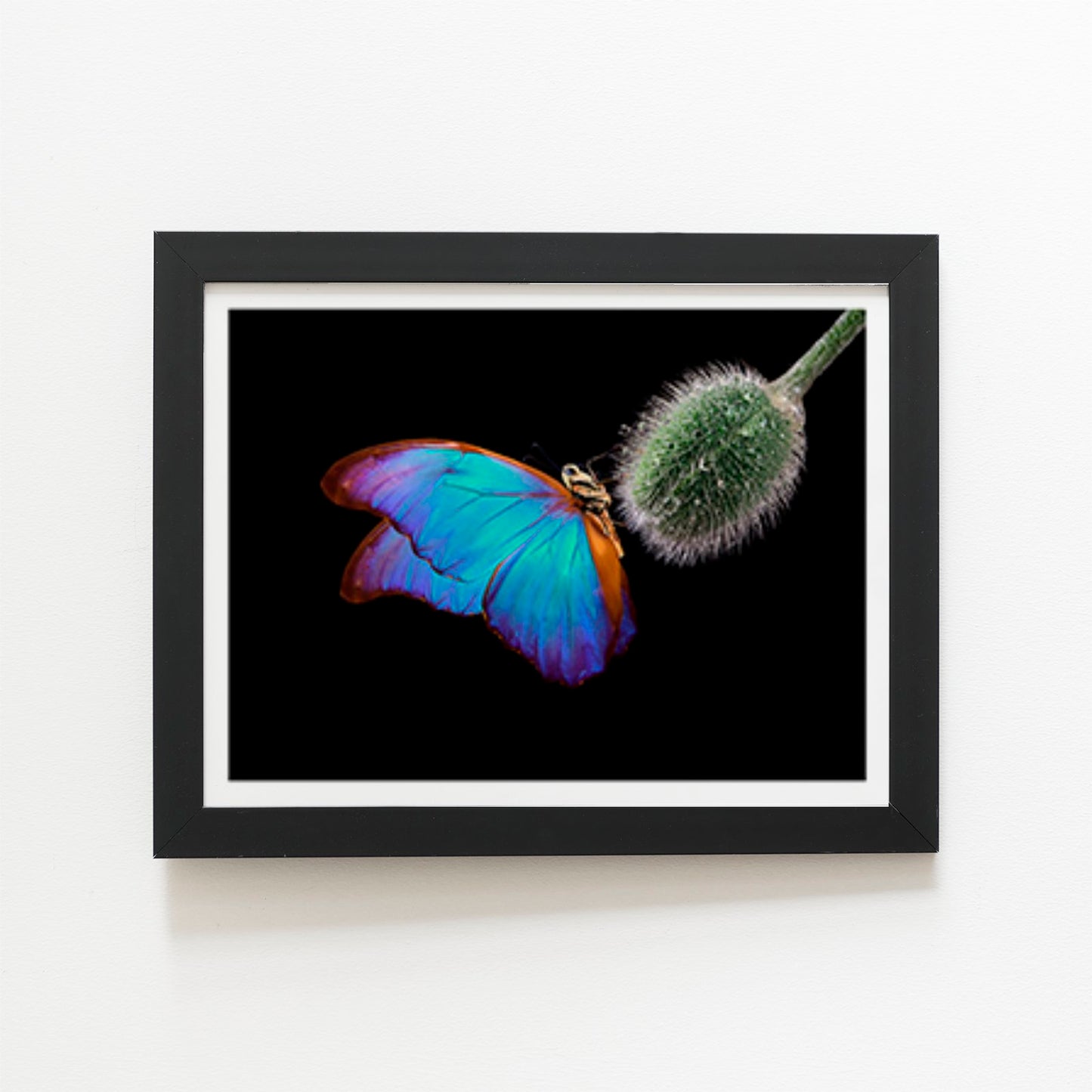Bright Butterfly On A Poppy Bud Art Prints
