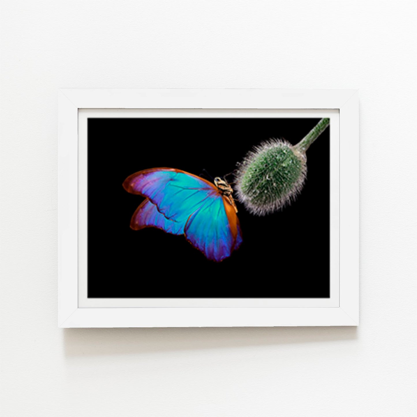 Bright Butterfly On A Poppy Bud Art Prints