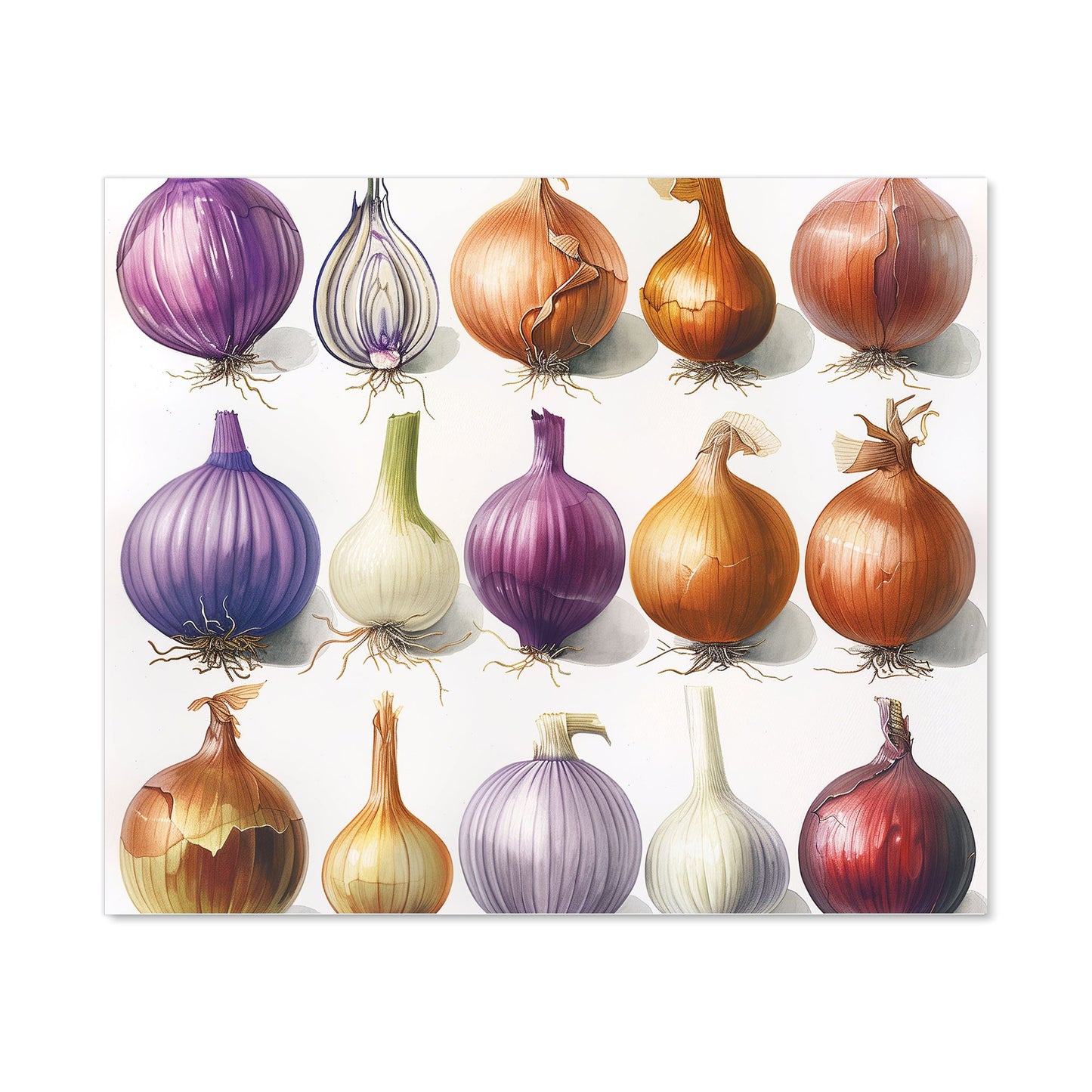 Onion Spectrum: Nature’s Palette Kitchen Splashback