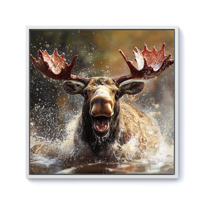 Splashart Moose Enjoying A Swim Framed Canvas