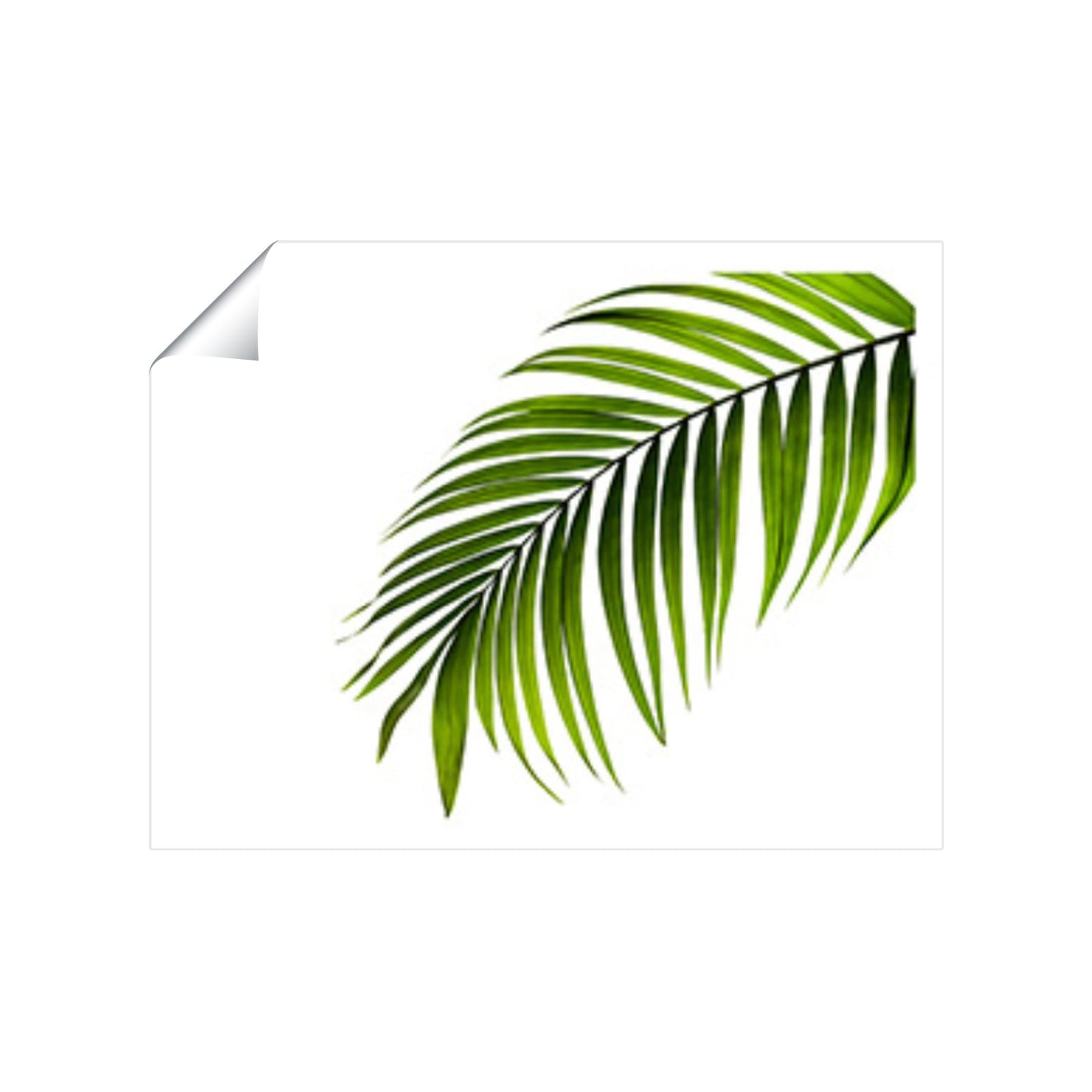 Single Palm Leaf Art Prints