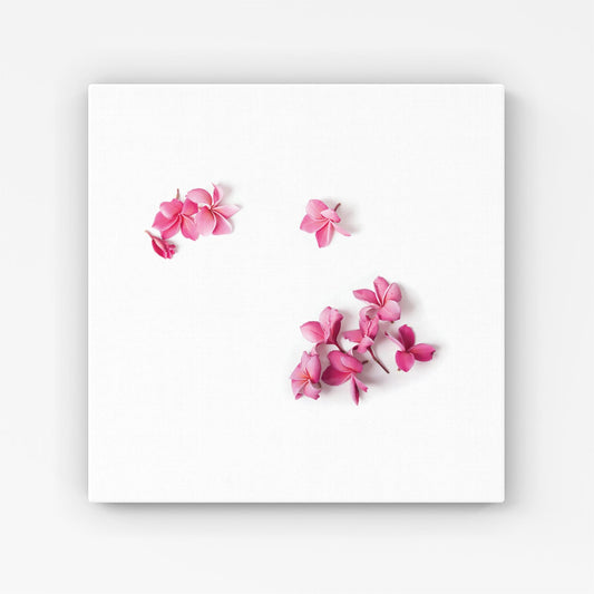 Pink Frangipani Flowers Canvas