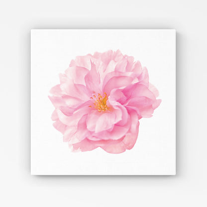 Single Cherry Blossom Canvas