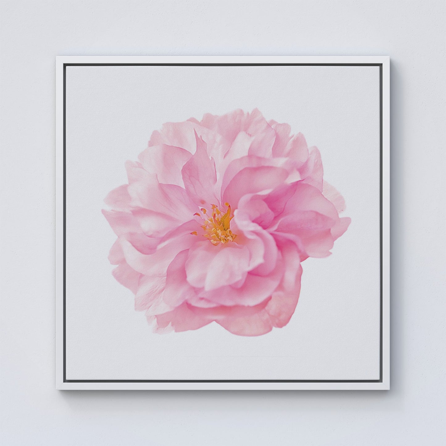 Single Cherry Blossom Framed Canvas