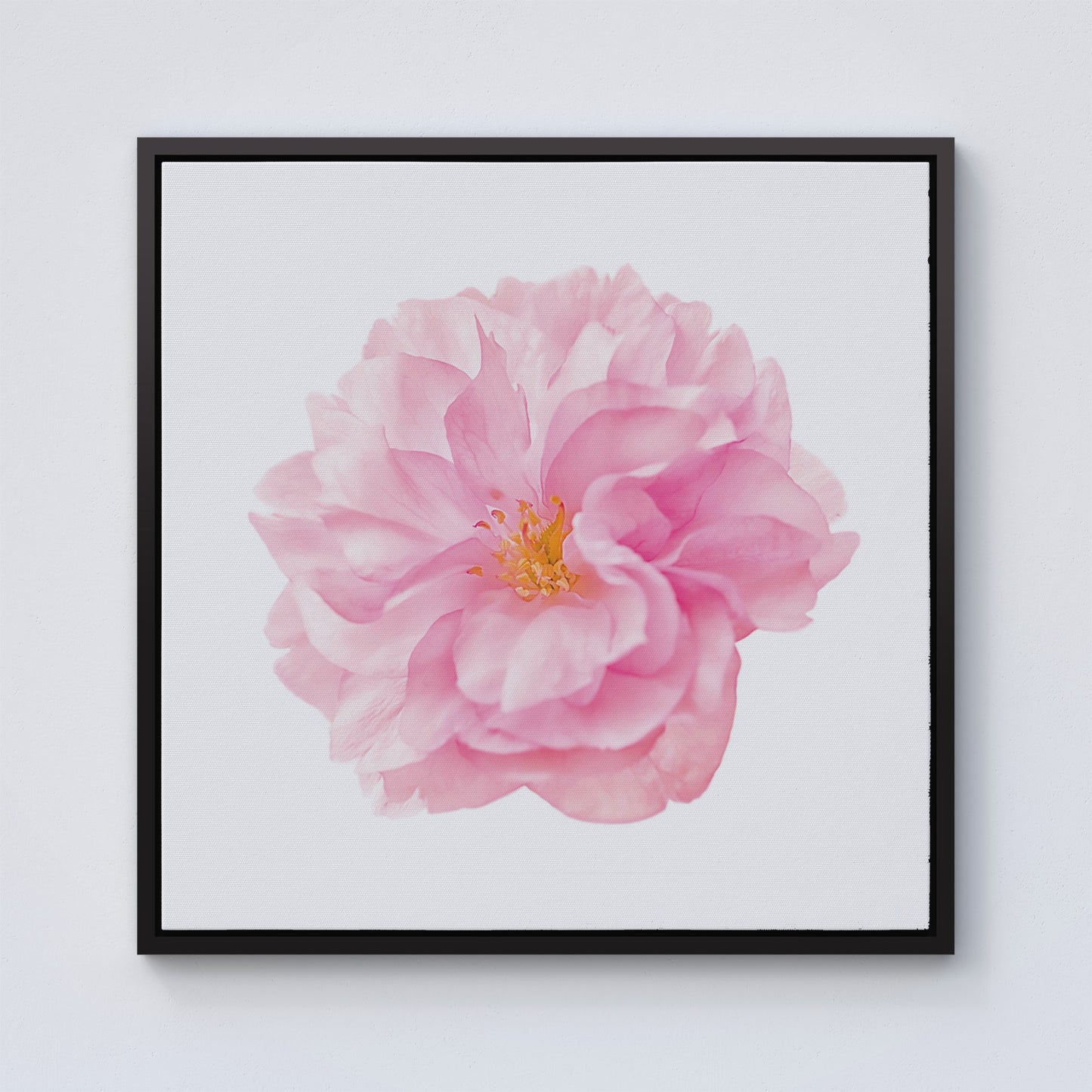 Single Cherry Blossom Framed Canvas