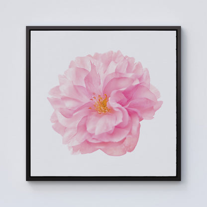 Single Cherry Blossom Framed Canvas