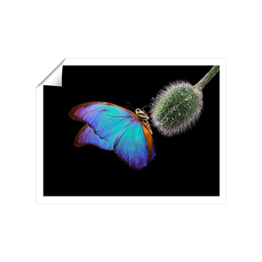 Bright Butterfly On A Poppy Bud Art Prints